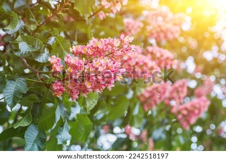 Natural spring background. Blooming pink chestnut close-up. Blurred background.