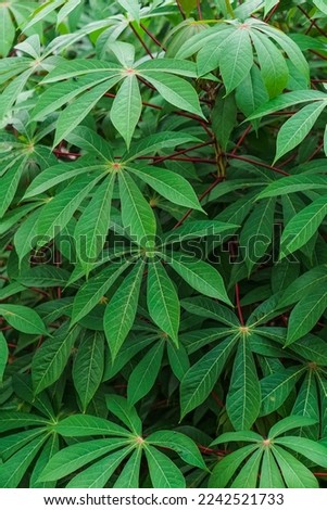 Cassava leaves. Green leaf background.