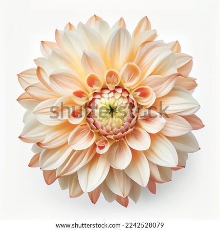 Top view of Dahlia flower on a white background, perfect for representing the theme of Valentine's Day. Royalty-Free Stock Photo #2242528079