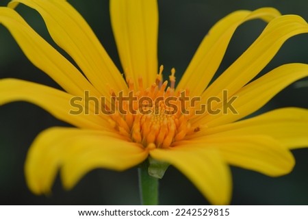 
Kipait, moon flower or paitan (Tithonia diversifolia) is a type of plant that is shaped like a sunflower with yellow petals and an orange flower core