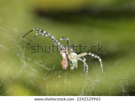 A close-up photograph of a Tent Spider (Cyrtophora moluccensis) also known as a Dome-web Spider in Brisbane, Australia. 