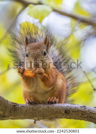 The squirrel sits on tree with carrot in the autumn. Eurasian red squirrel, Sciurus vulgaris. Portrait of a squirrel in autumn