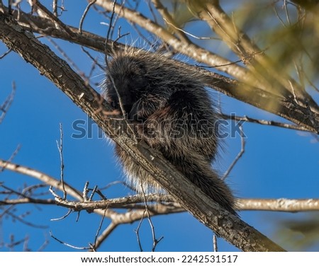 A Porcupine Sleeping on a Branch