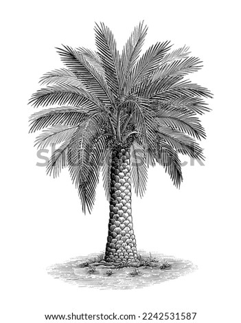 Phoenix palm hand draw vintage engraving style black and white clip art