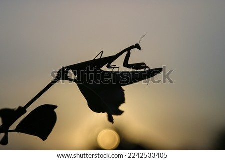 Witness the mystique of a Praying Mantis silhouette against a breathtaking sunset backdrop, a captivating blend of nature and twilight.