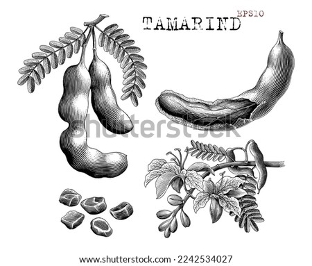 Tamarind hand draw vintage engraving style black and white clip art Royalty-Free Stock Photo #2242534027