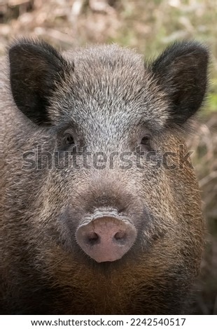 Wild boar (Sus scrofa) face close up, Italian Alps, Ligury,