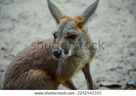 Photo of a curious little Kangaroo