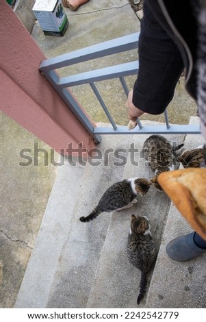 man dressed in black shares bread with kittens.