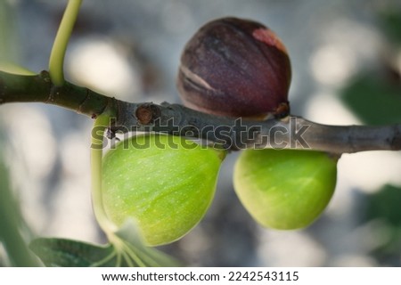 Detail picture of figs on plant on nature location of Croatia, Europe