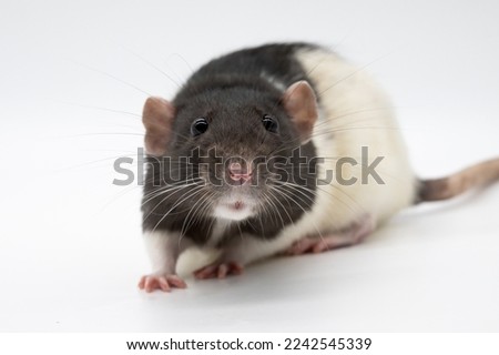 Dumbo eared black hooded fancy domestic pet rat doe