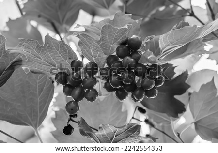 Photography on theme beautiful sour berry viburnum with natural texture under clean sky, photo consisting of many sour berry viburnum outdoors in rural, floral sour berry viburnum in big nature garden