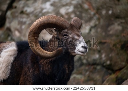 Portrait of a sheep. European mouflon of Corsica. One male Ovis aries musimon. Animal head. Royalty-Free Stock Photo #2242558911