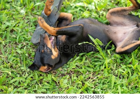 Small pincher dog bite flip flop shoe laying  on green grass Royalty-Free Stock Photo #2242563855