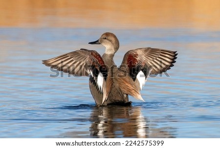 A Gadwall duck drake flapping its wings, revealing its colorful wing feathers in a calm tranquil lake.