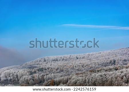 Winter forest, trees covered with frost on the background of the blue sky, beautiful landscape