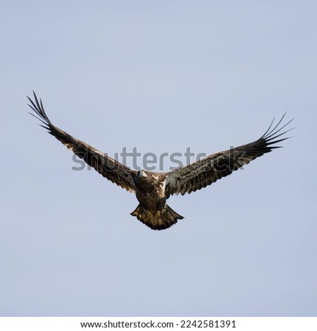 Juvenile Bald Eagle in North Carolina