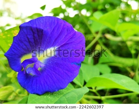 Beautiful blooming fresh blue purple butterfly pea flower or bunga telang in malay on tree
