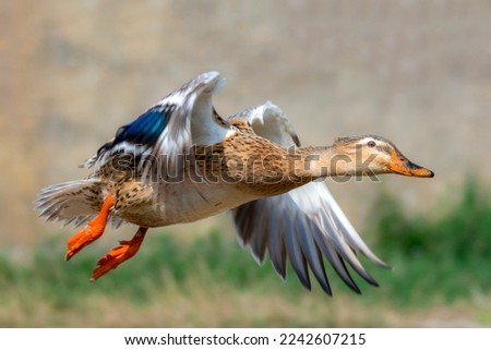 beautiful pictures of ducks, The northern shoveler, known simply in Britain as the shoveler, is a common and widespread duck