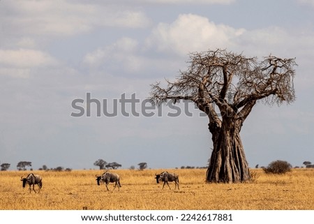 African Baobab tree, Tarangire National Park Tanzania Royalty-Free Stock Photo #2242617881