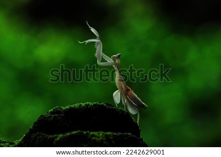 Orchid Praying Mantis on the green grass