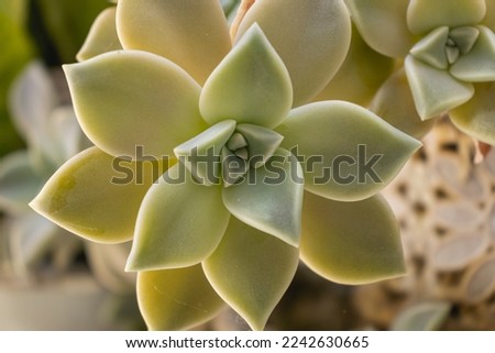 Close-up of Graptopetalum rusbyi (Greene) Rose plant, Family Crassulaceae, Genus Graptopetalum  Royalty-Free Stock Photo #2242630665