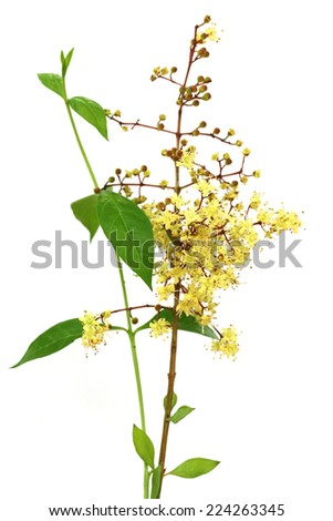 Henna flower with leeaves over white background