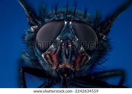 Extreme close up on a fly