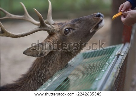 Deer feeding in the zoo