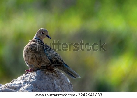 beautiful pictures of dove, portraits of Eurasian collared dove 