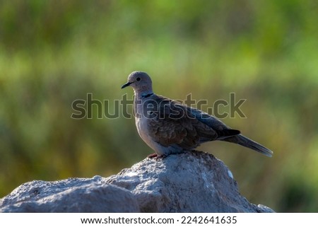 beautiful pictures of dove, portraits of Eurasian collared dove 