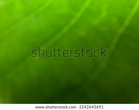 Abstract blurred leaves with green gradation. Ecology concept nature background for graphic design