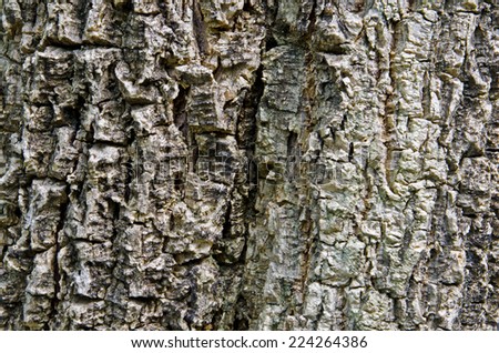 Tree bark texture and background.