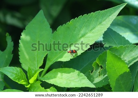 Close up insect with green leaves background