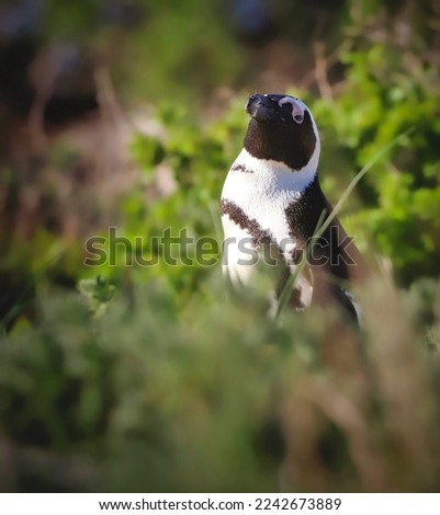 South African penguin portrait with greenery background, sticking her head out from nest.