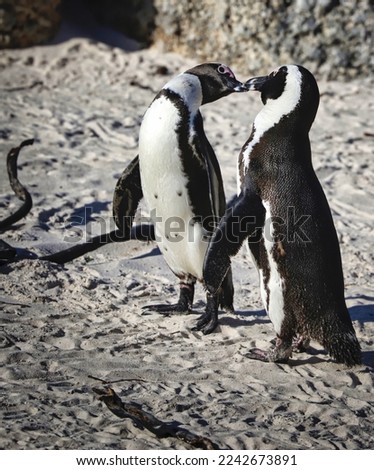 Pair of loving Cape penguin kissing each other at beach