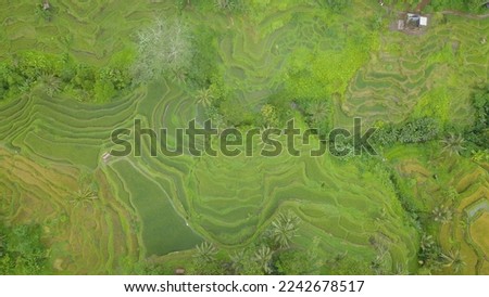 Aerial view of Tegalalang Ricefield in Ubud, Bali