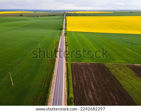 Drone photo of the bright green wheat field separated by the road. There is a tree by the road. aerial view. 