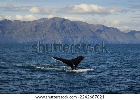 Killer whale swimming in cold sea landscape photo. Beautiful nature scenery photography with mountains on background. Idyllic scene. High quality picture for wallpaper, travel blog, magazine, article