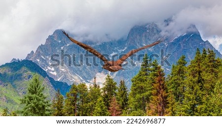 Red-tailed Hawk flying over the mountains with sky background - Beautiful landscape with Mount Shkhara, Ushguli village  Upper Svaneti, Georgia
