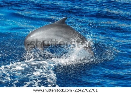 Dolphin splashing in the water . Fish jumping into the sea