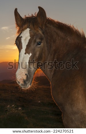 Foal close up in a back light of the sunset