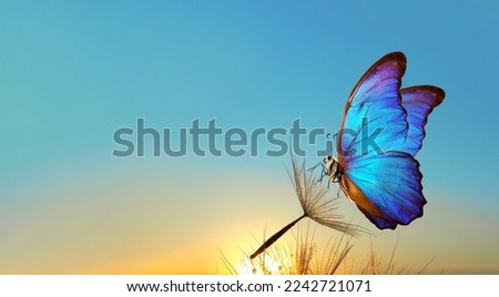 Natural pastel background. Morpho butterfly and dandelion. Seeds of a dandelion flower in drops of water on a background of sunrise. Copy space                           