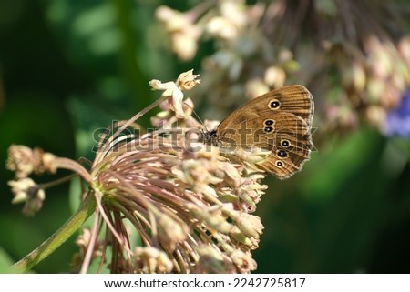 Ringlet butterfly on a butterfly flower close up in the wild
