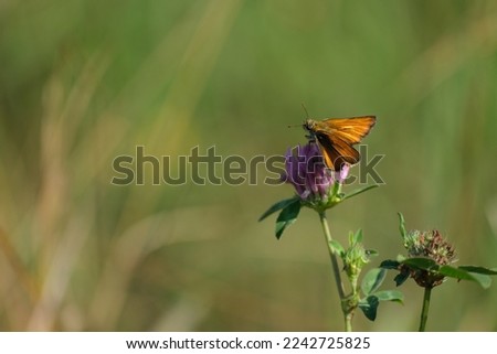 Small skipper moth on a red clover flower in the wild, tiny orange moth on a blooming flower in nature
