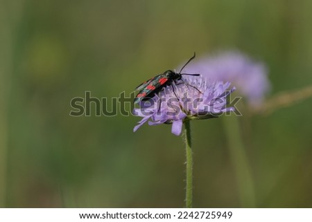 The six-spot burnet moth on a field scabious blooming flower