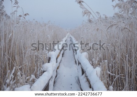 Wooden trail through the reed thickest on the lake covered with white fluffy snow on a wonderful winter day. High quality photo
