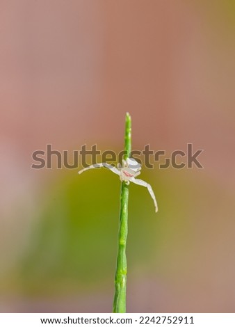 macro photo of a small white spider perched on a plant with a blurred background
