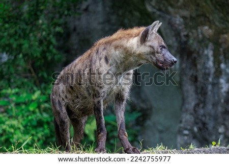 The hyena (spelled “hyaena” in some parts of the world) is Africa’s most common large carnivore. There are three hyena species — spotted, brown, and striped. Spotted hyenas are the largest of the thre