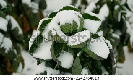 Brussels sprouts winter farm leaves leaf harvest bio snow harvesting plant Brassica oleracea vegetable cabbage cultivation planting crops, grown green frost farming salad garden Europe
